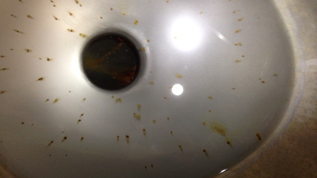 rusted stainless steel